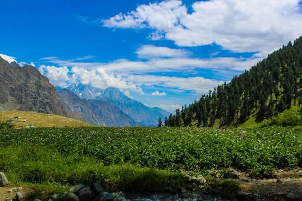 Naltar Valley - Gilgit